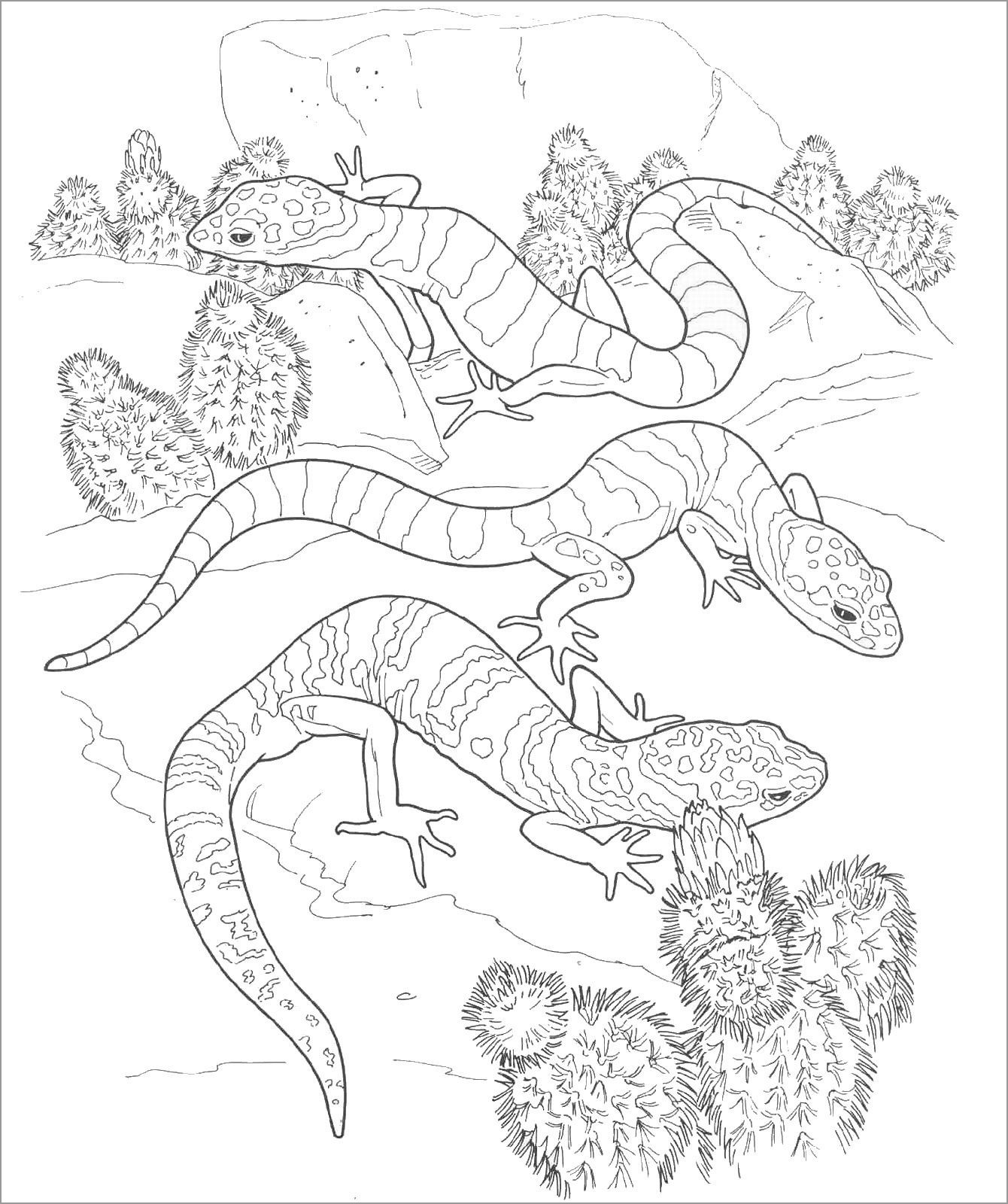 Desert Animal Lizard Coloring Page for Adult