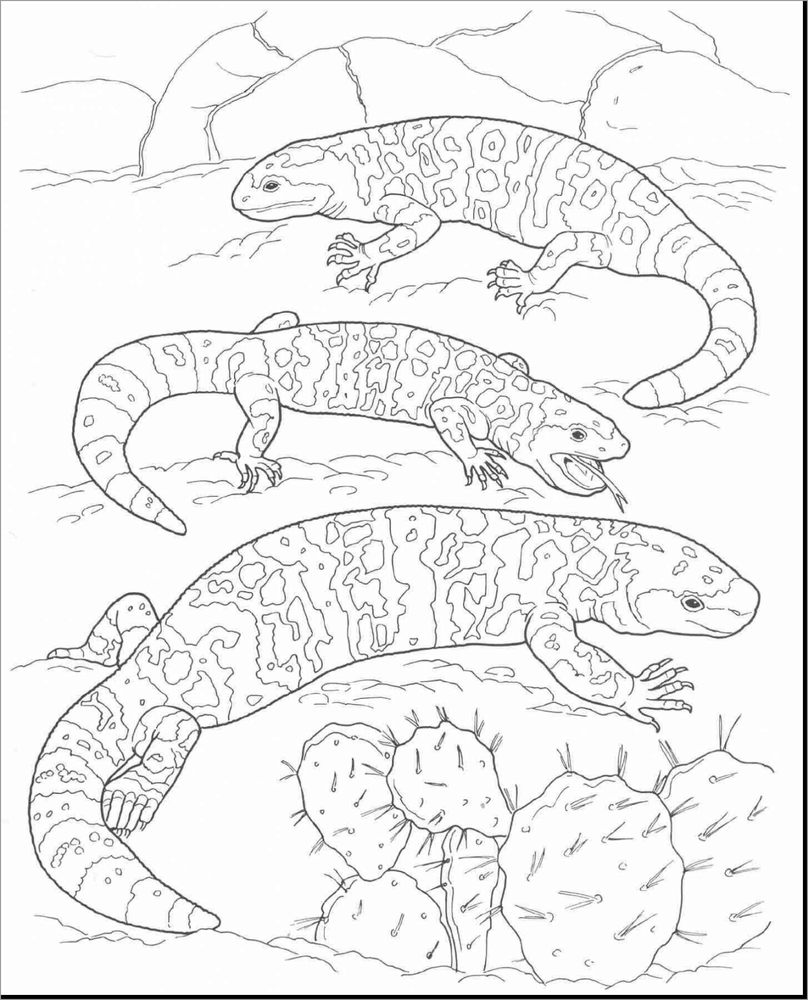 Desert Animals Coloring Pages Printable   ColoringBay