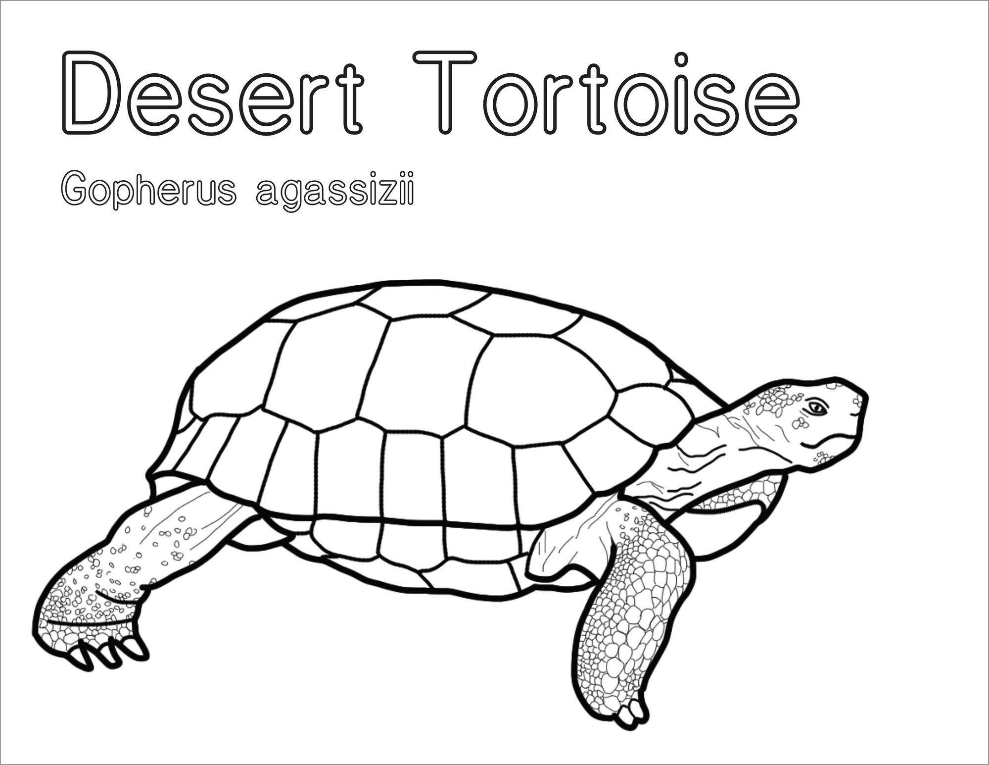 Desert tortoise Coloring Page to Print