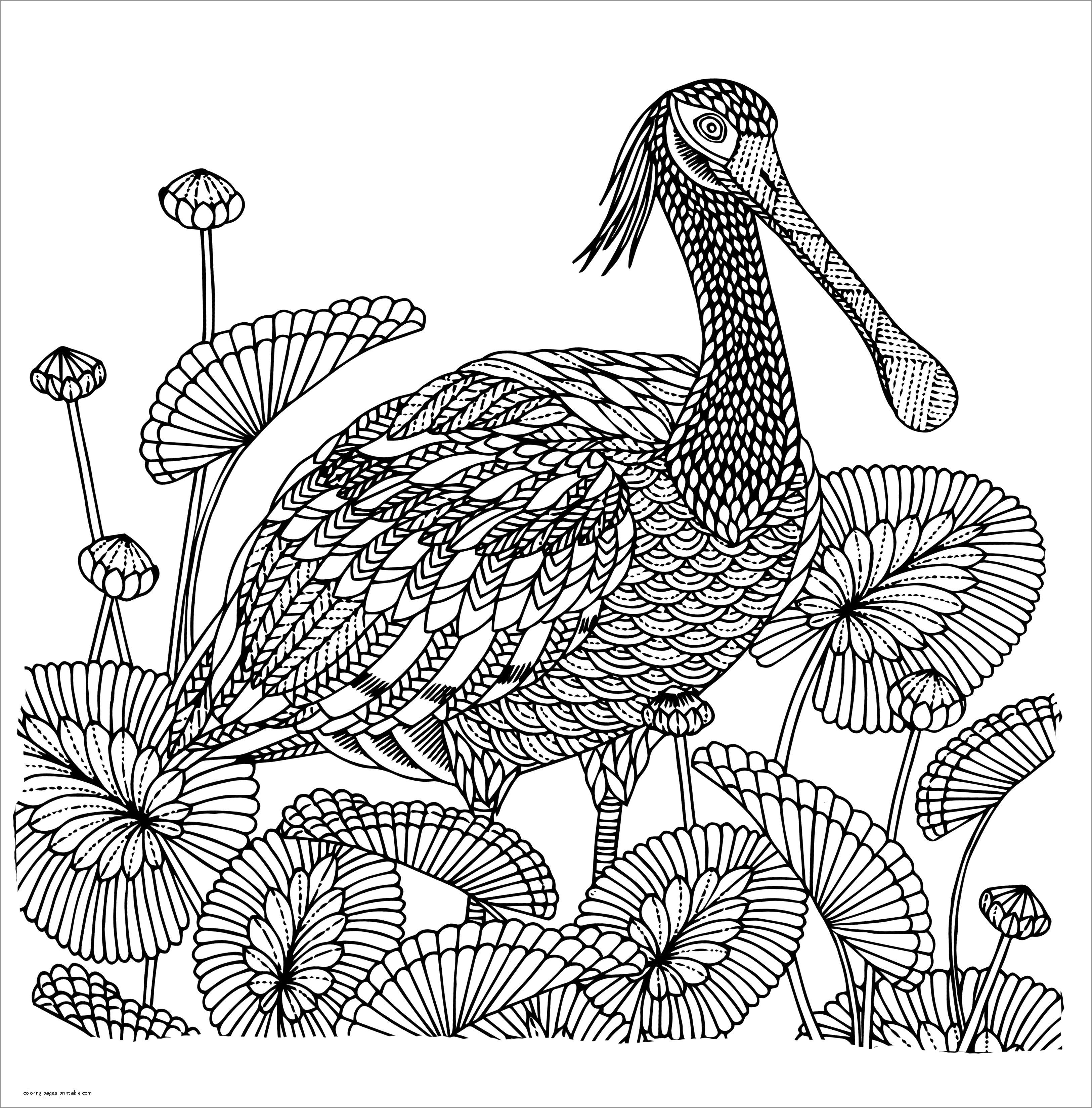 Detailed Bird Coloring Page