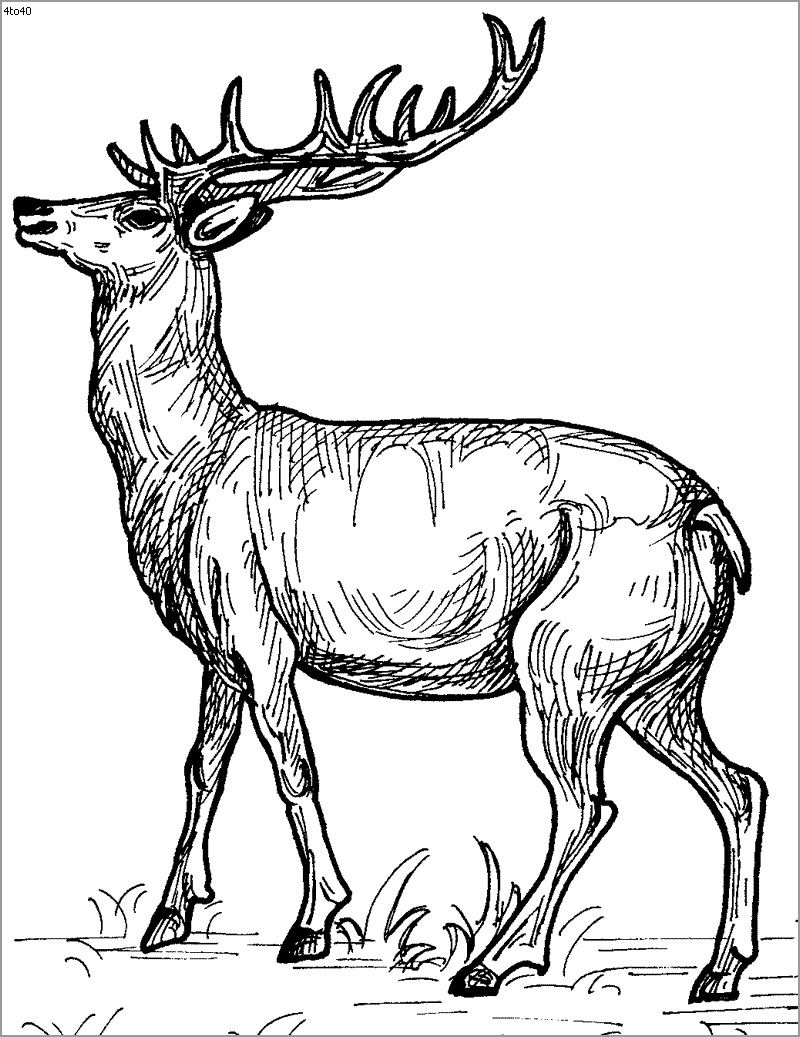 Detailed Deer Coloring Page