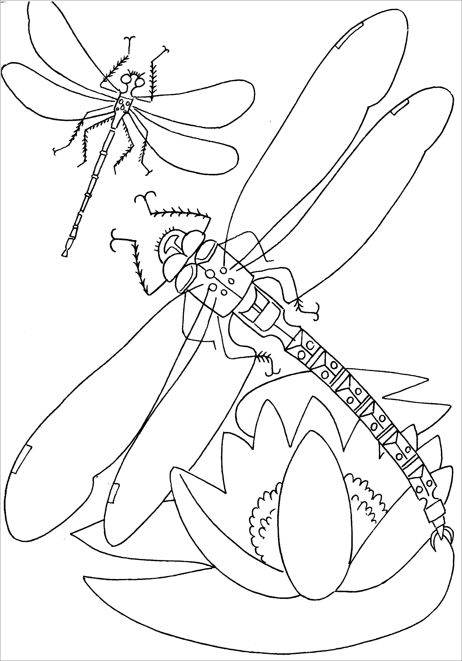 Dragonfly Insect Coloring Page