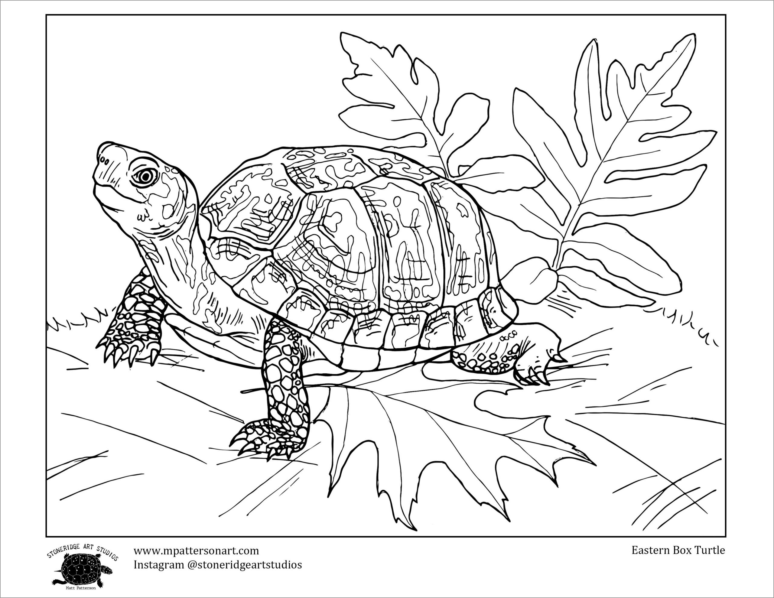 Eastern Box Turtle Coloring Page