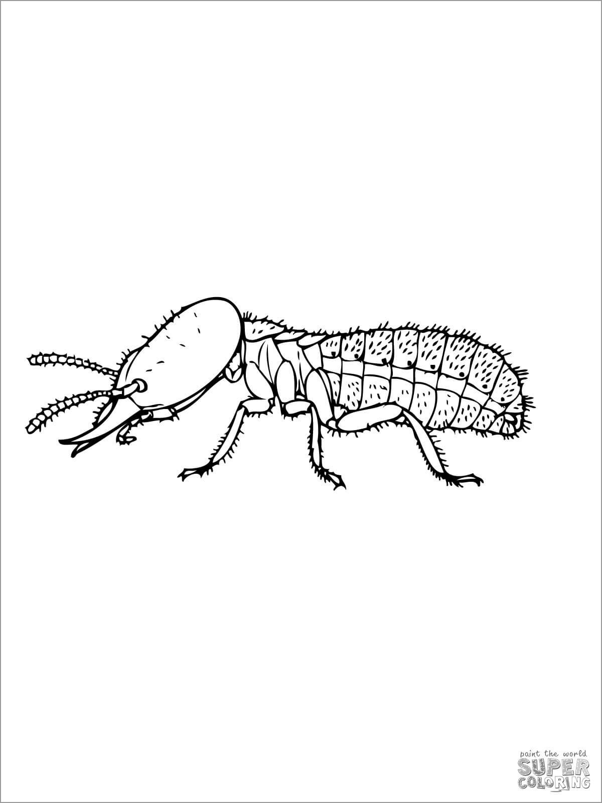 Eastern Subterranean Termite Coloring Page