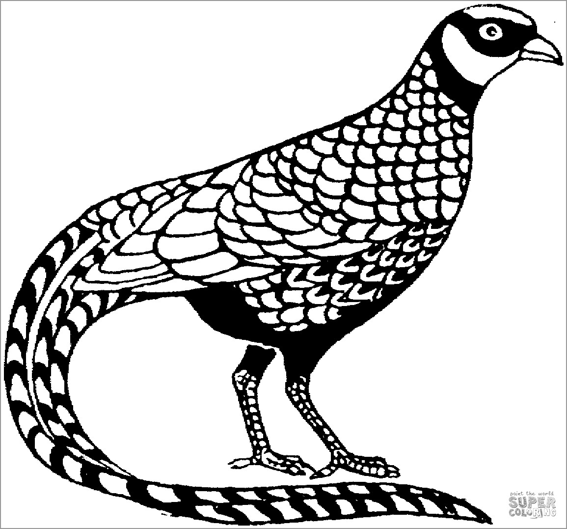 Easy Pheasant Coloring Page