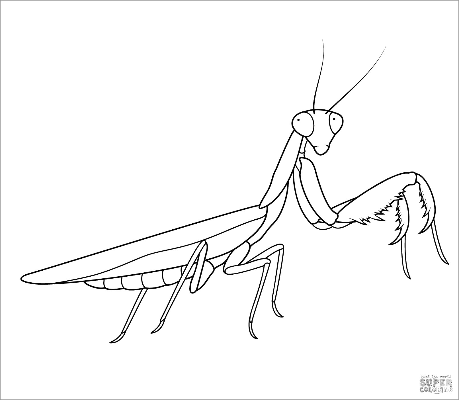 How To Draw Praying Mantis Coloring Page Coloringbay