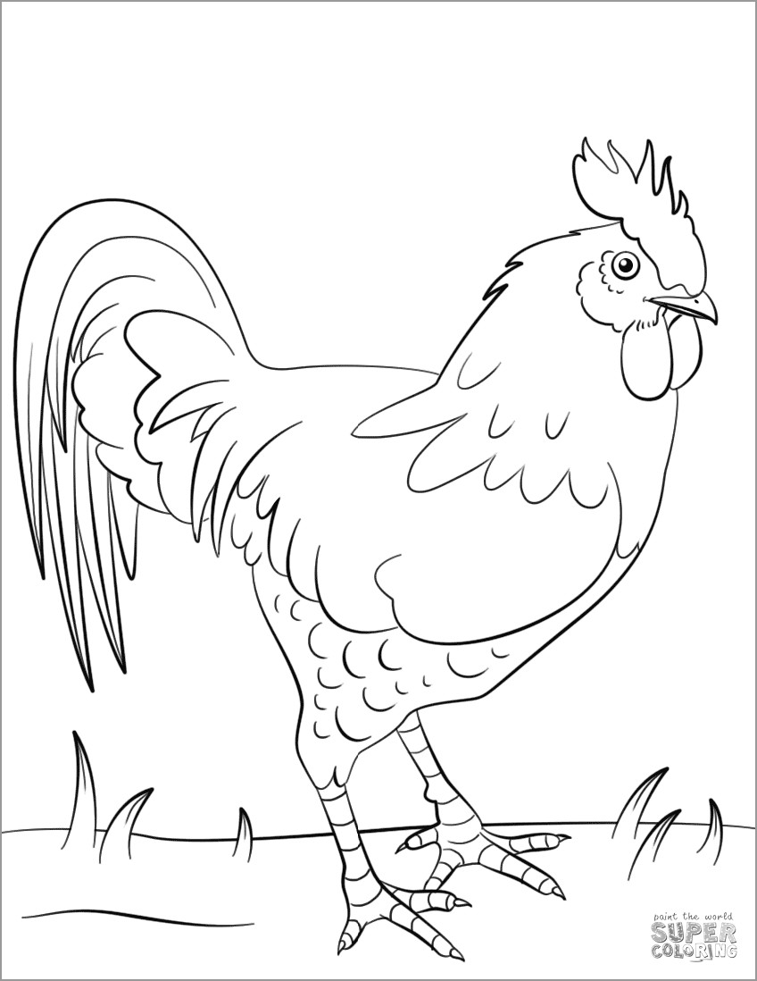 Rooster Coloring Pages - ColoringBay