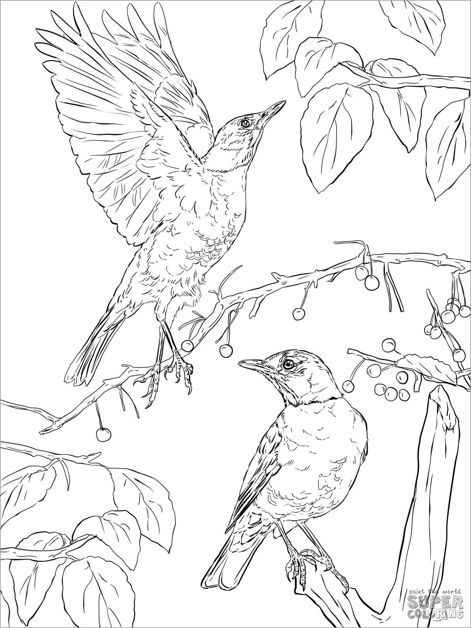 European American Robins Coloring Page
