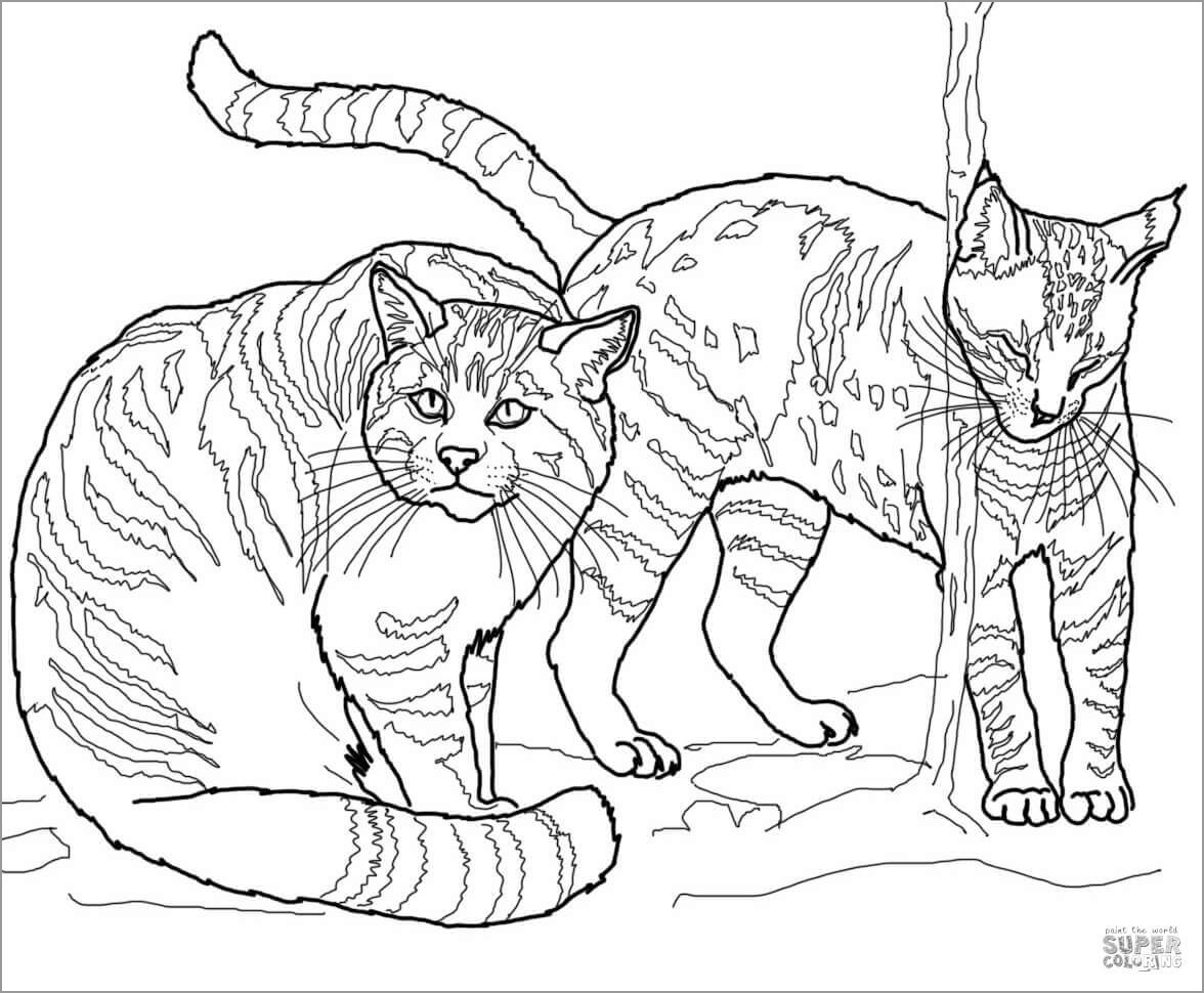European Wildcats Coloring Page European Wildcats Coloring Page