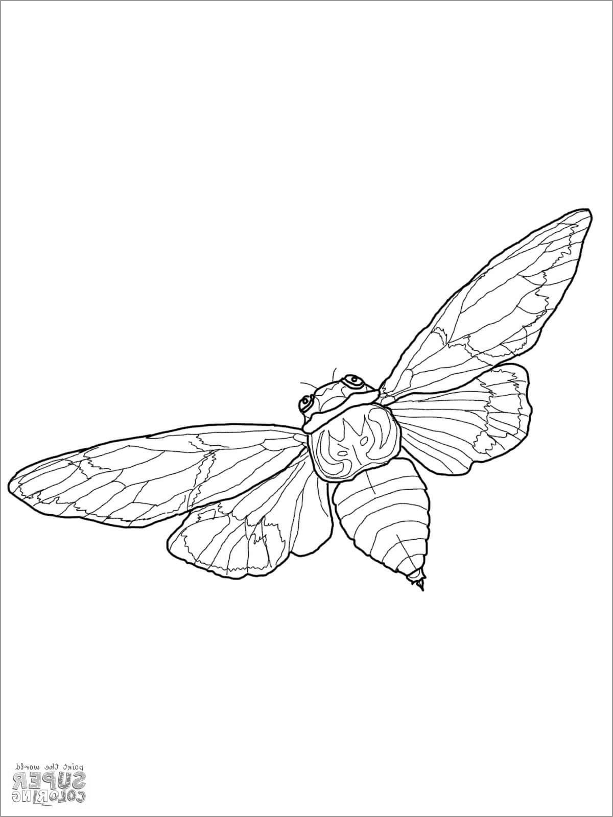 Flying Cicada Coloring Page