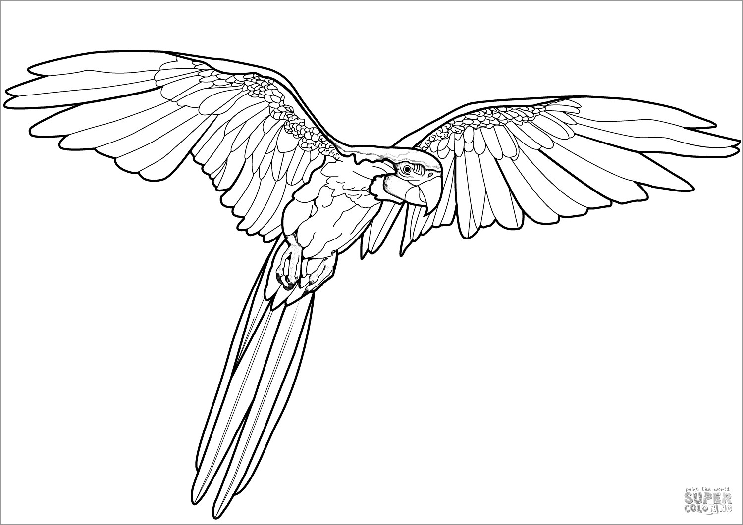 Flying Parrot Coloring Pages