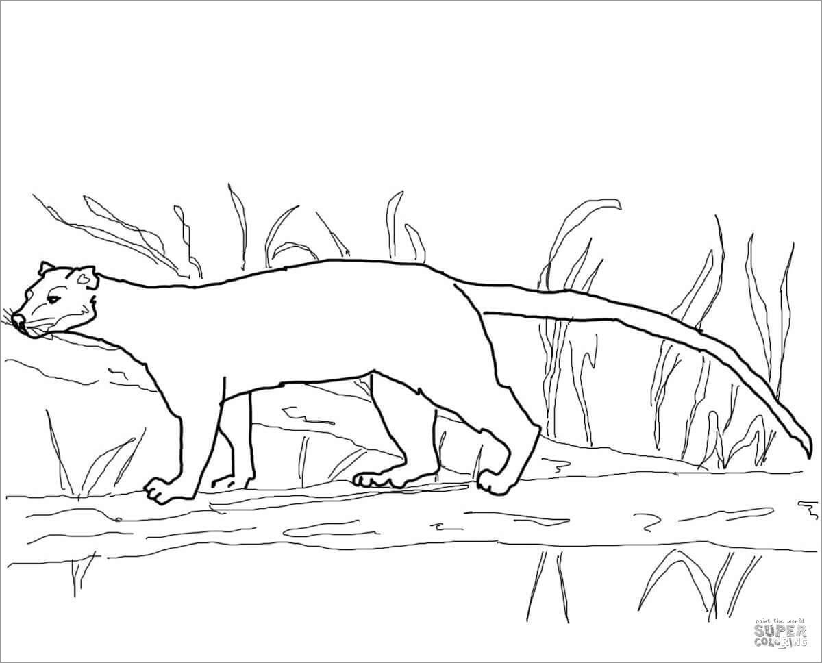 Fossa From Madagascar Coloring Page