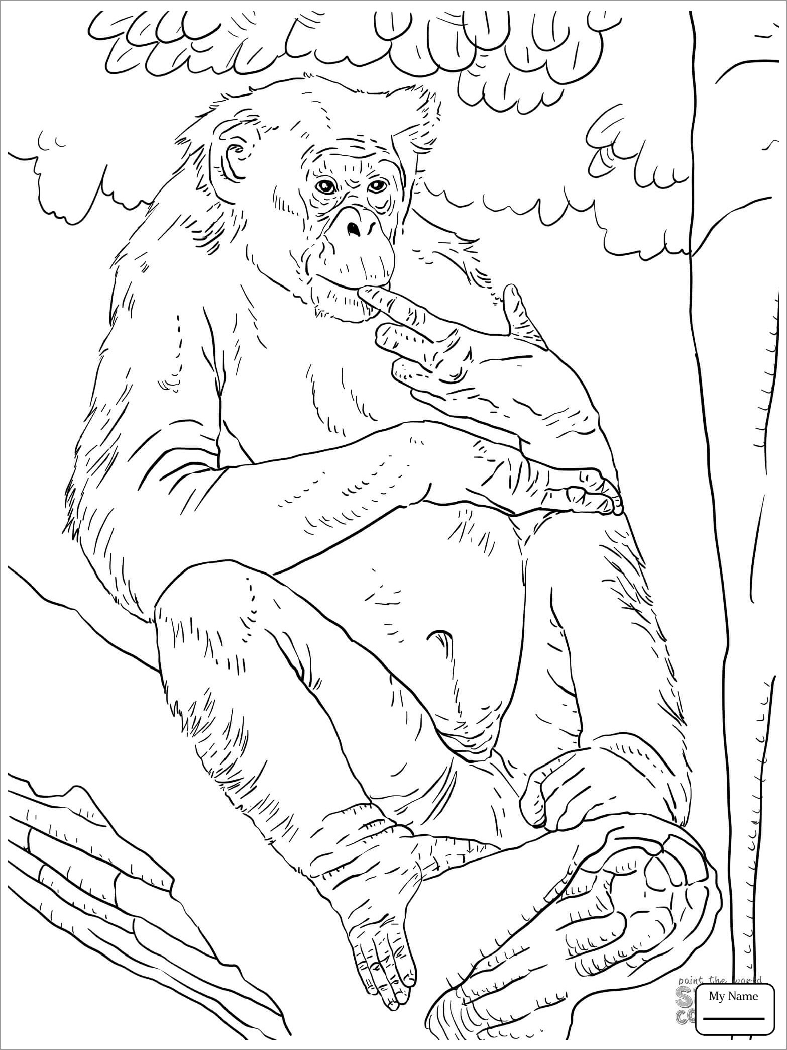 Free orangutan Coloring Pages