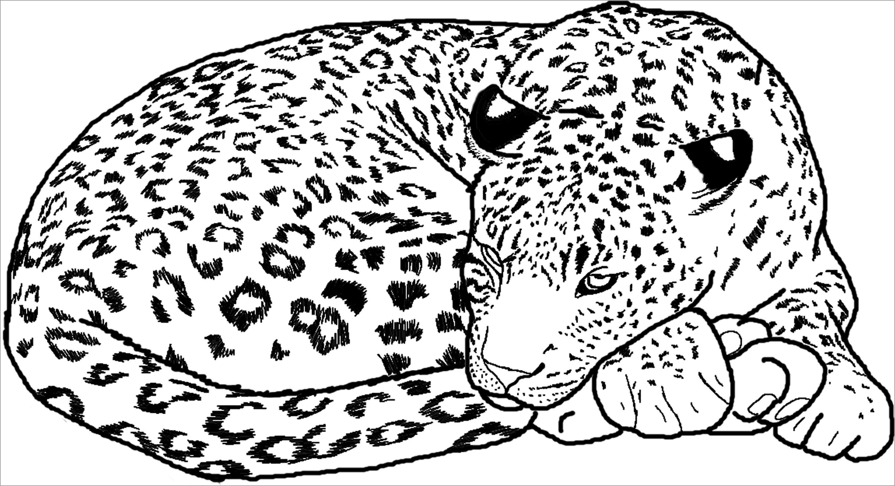 Free Printable Cheetah Coloring Pages for Kids   ColoringBay