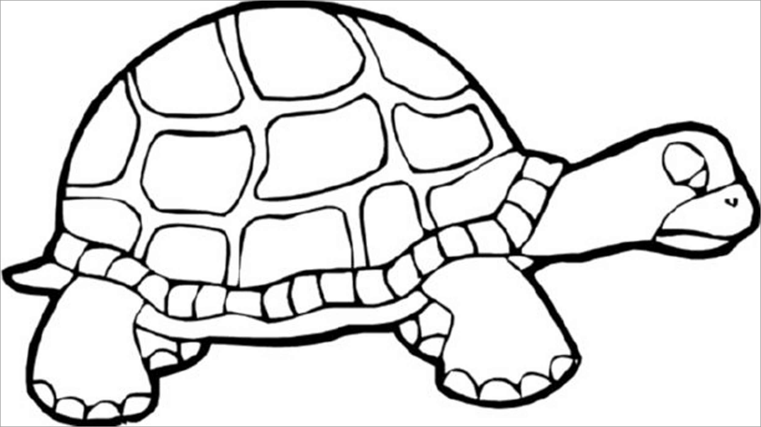 Free Printable Coloring Pages tortoise