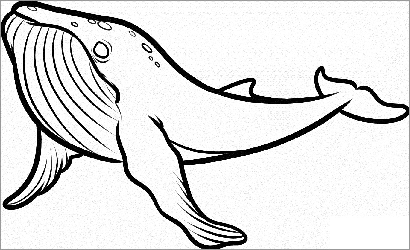 Free Printable Killer Whale Coloring Page for Kids