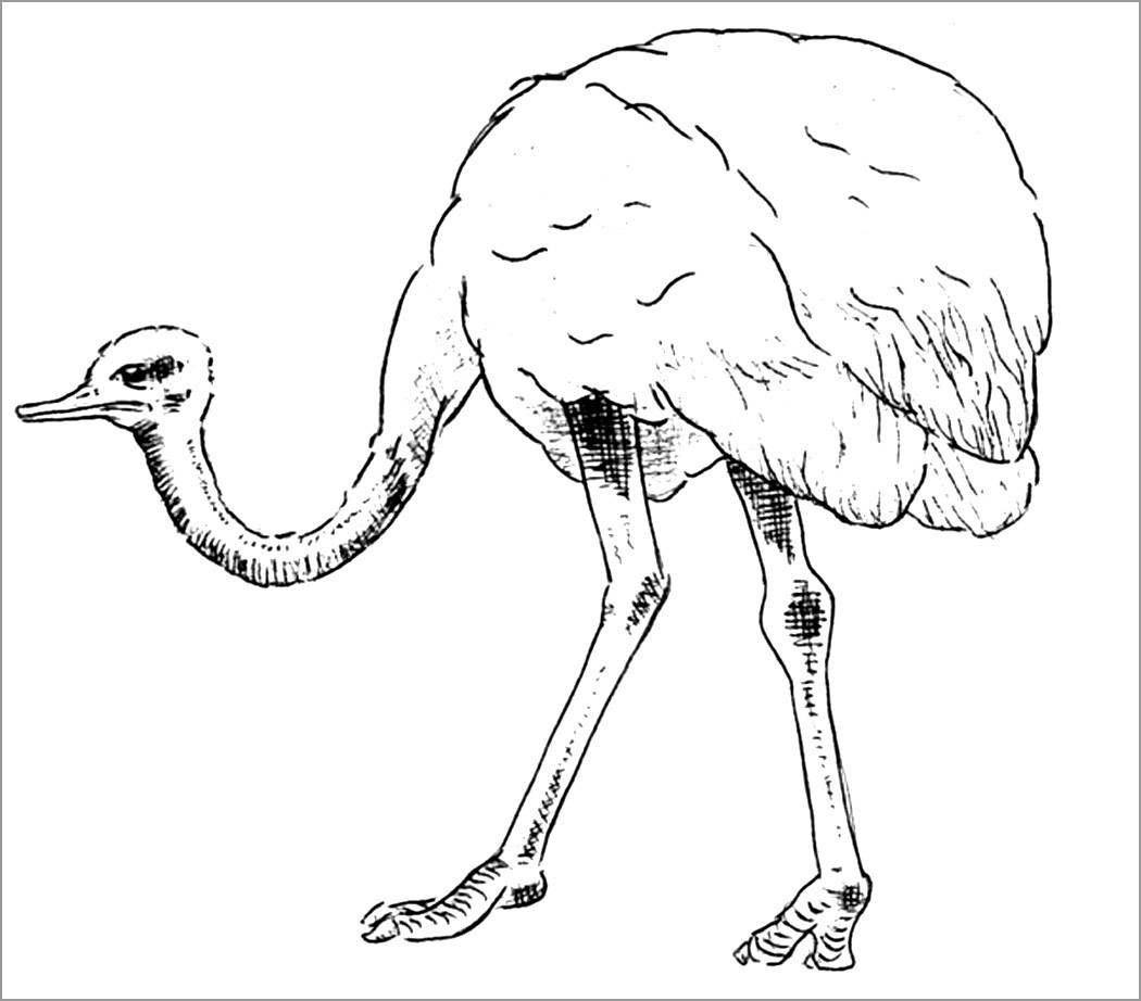 Free Printable Realistic Ostrich Coloring Pages for Kids