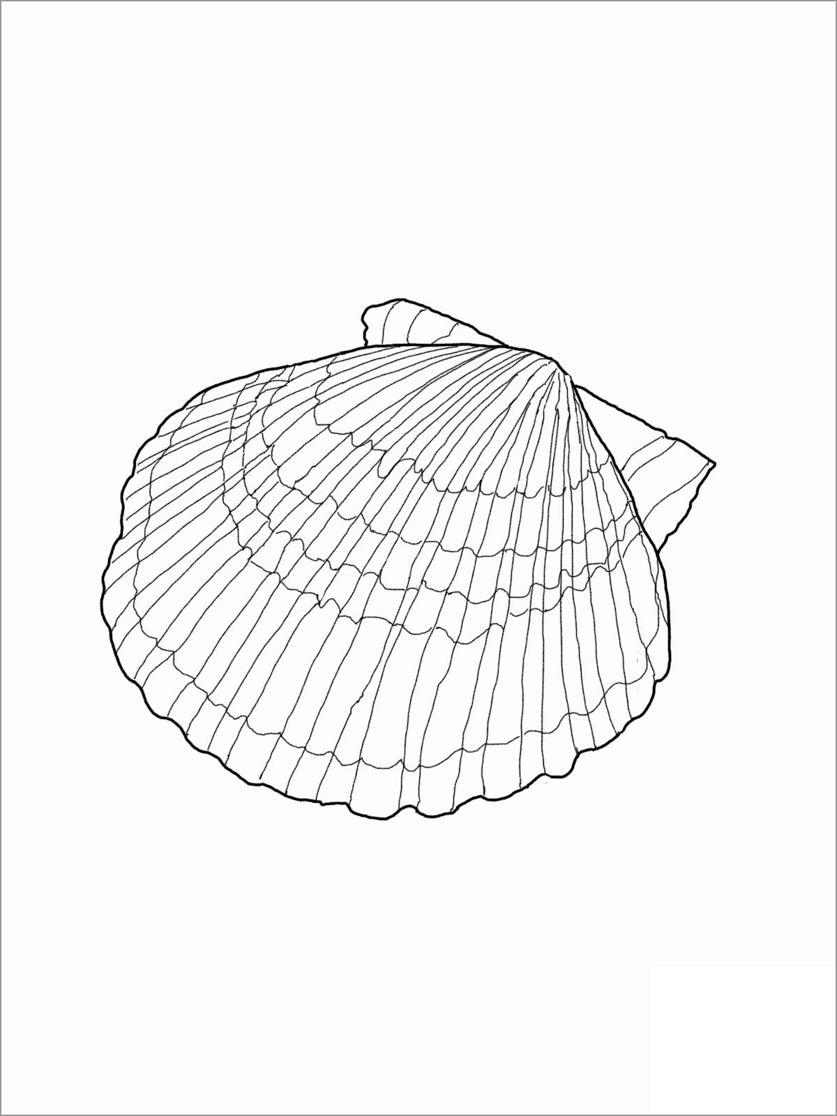 Free Printable Seashell Coloring Pages for Kids