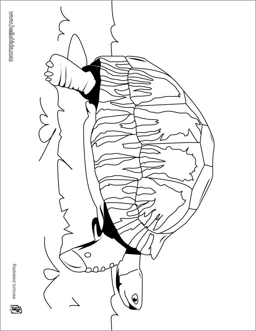 Galapagos tortoise Coloring Pages