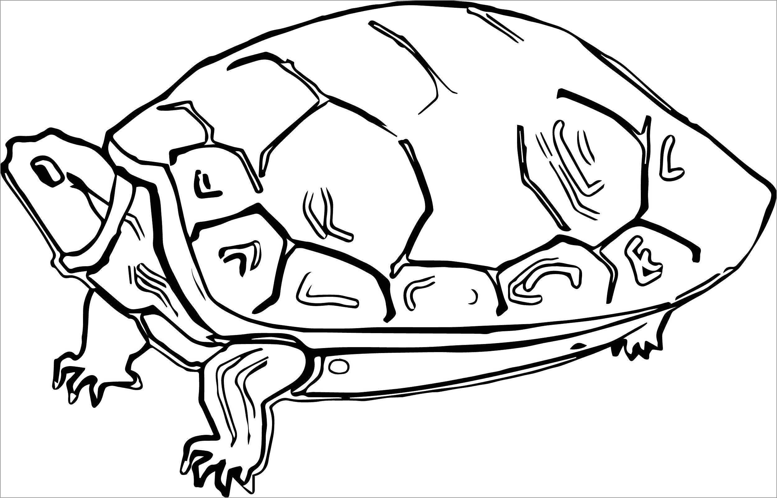 tortoise coloring page