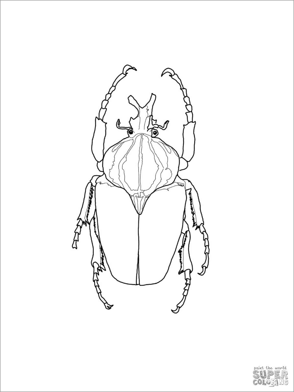 Goliath Beetle Coloring Page