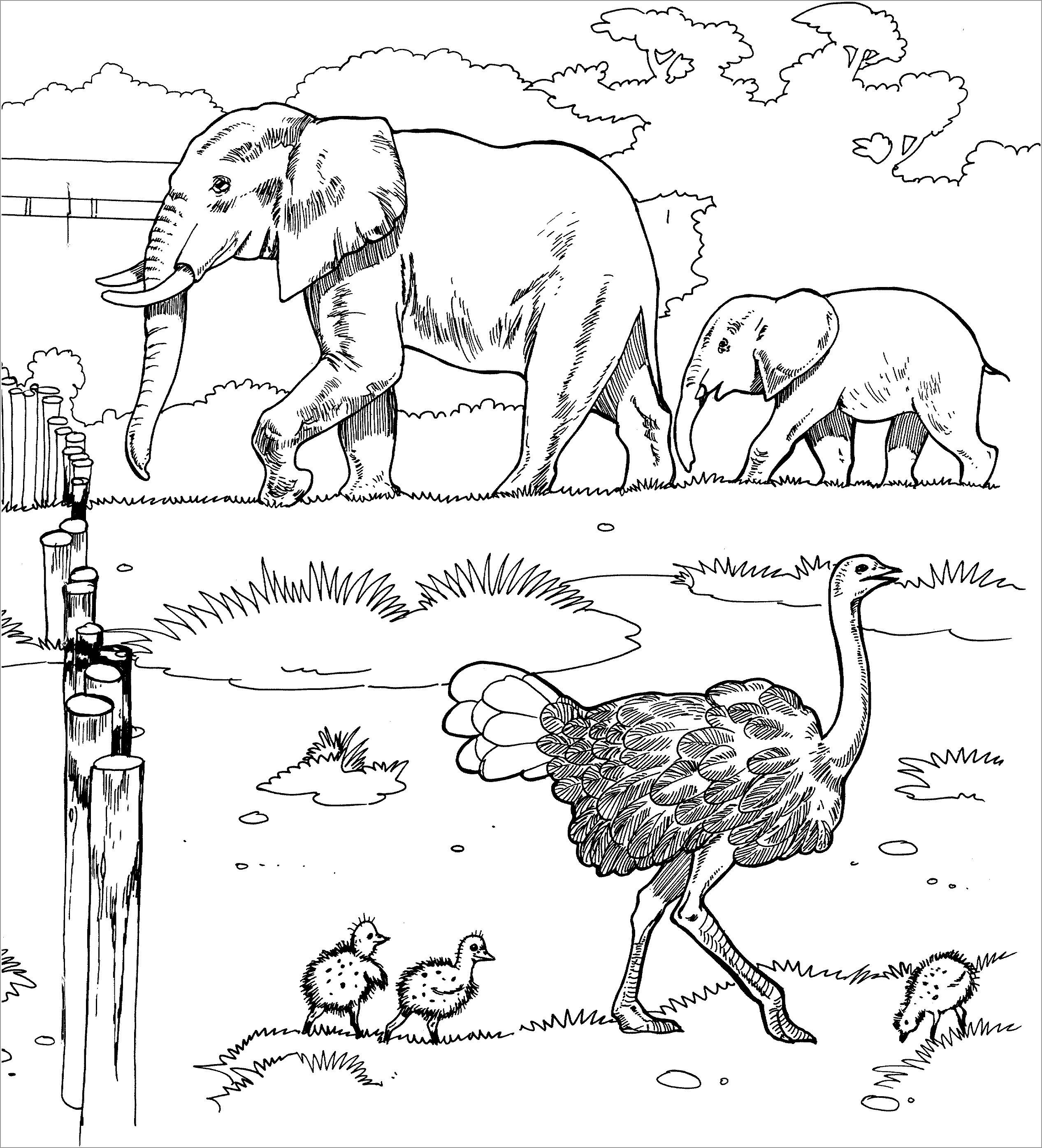 Grassland African Animals Coloring Pages