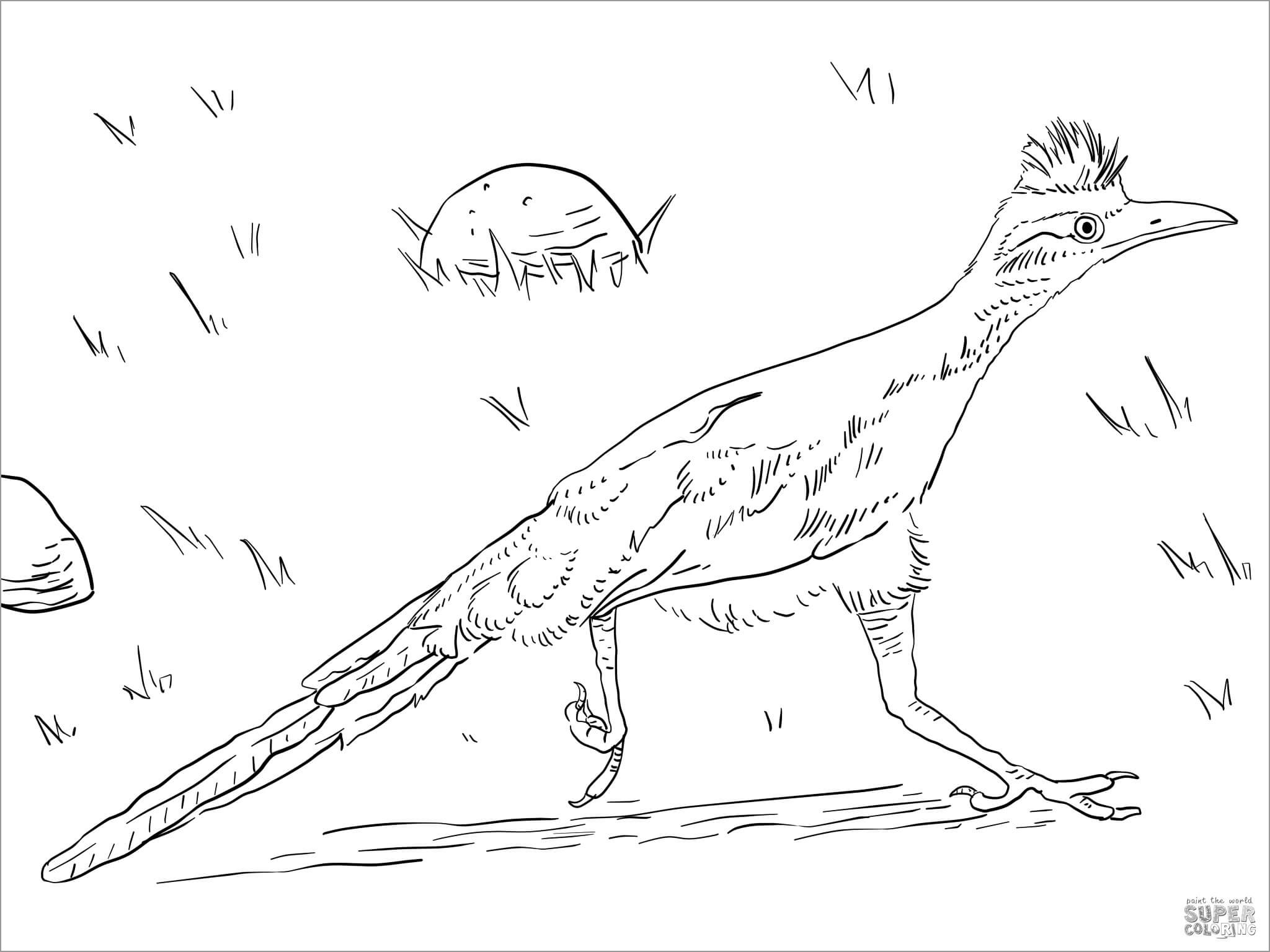 Greater Roadrunner Coloring Page