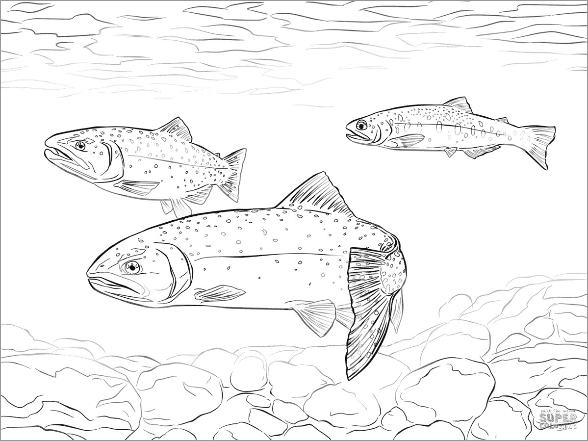 Greenback Cutthroat Trout Coloring Page