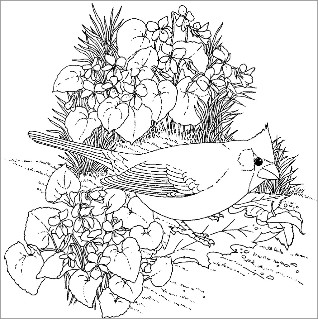 Bird Coloring Pages