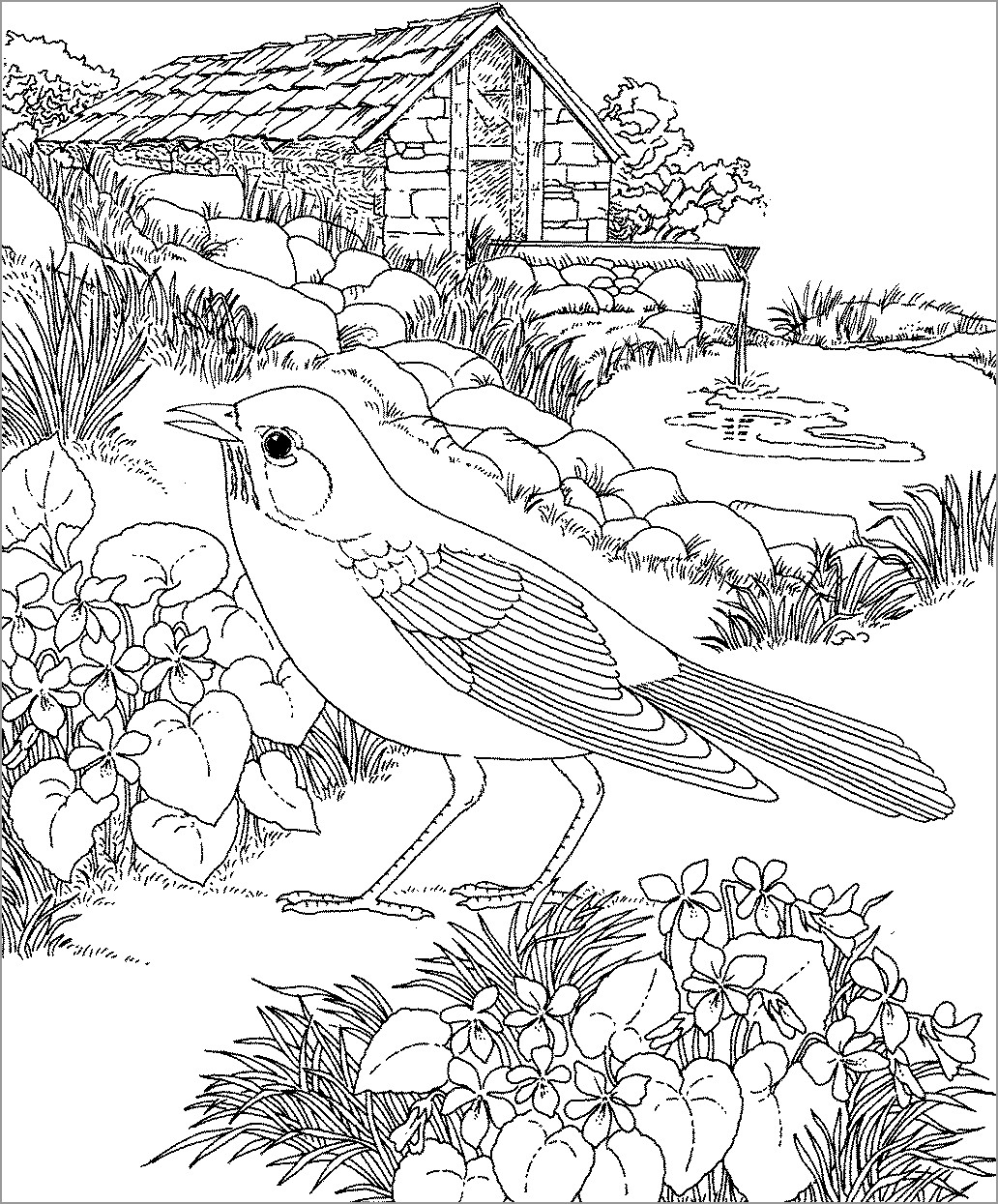 Hard Robin Coloring Page for Adult