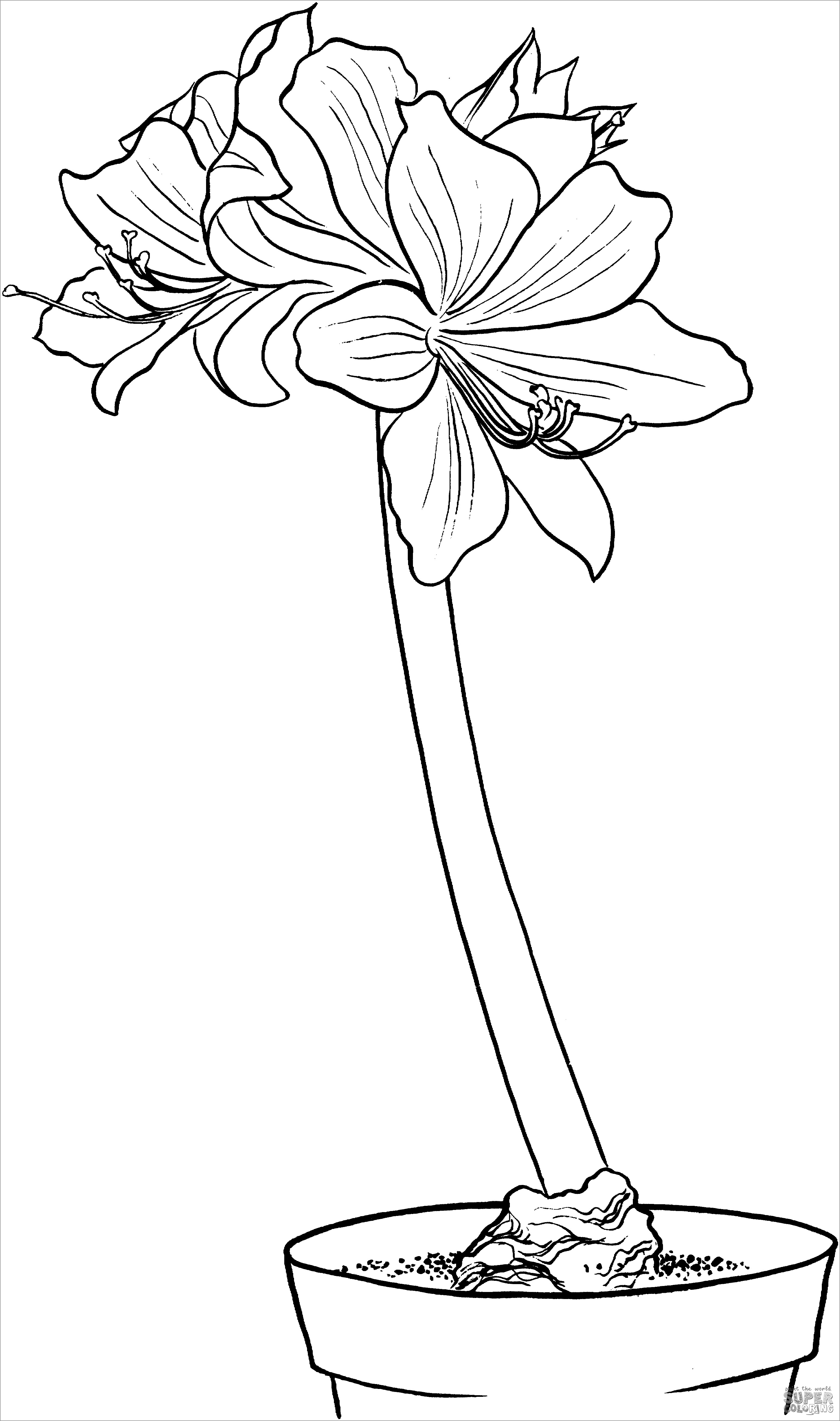Hippeastrum Amaryllis Coloring Page