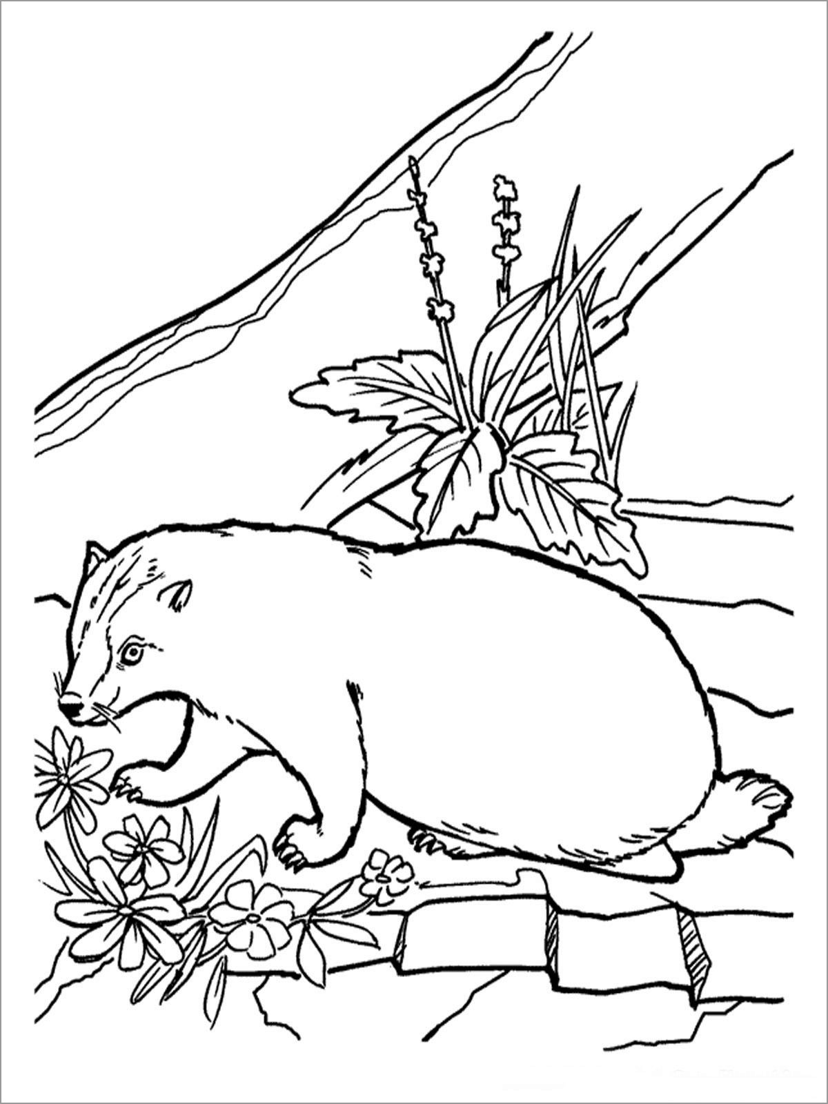 Honey Badger Coloring Pages