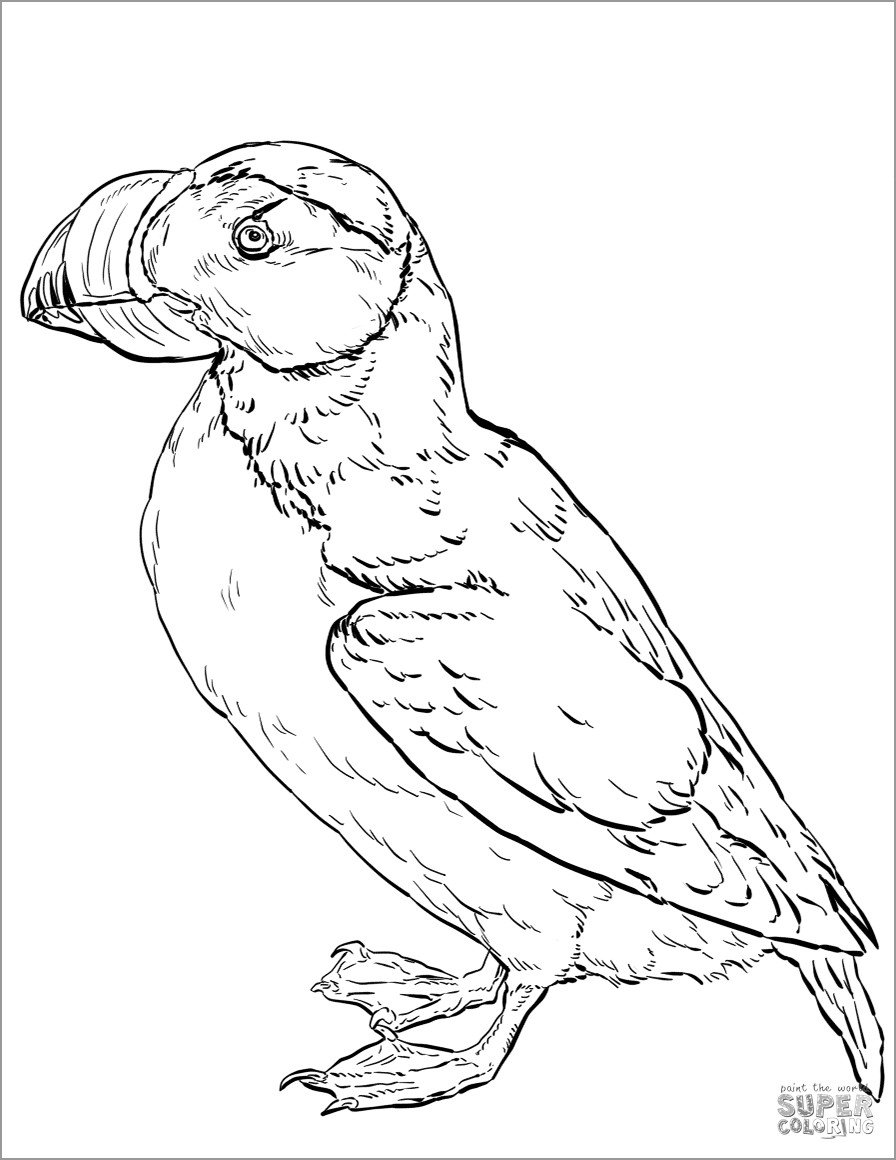 Horned Puffin Coloring Page