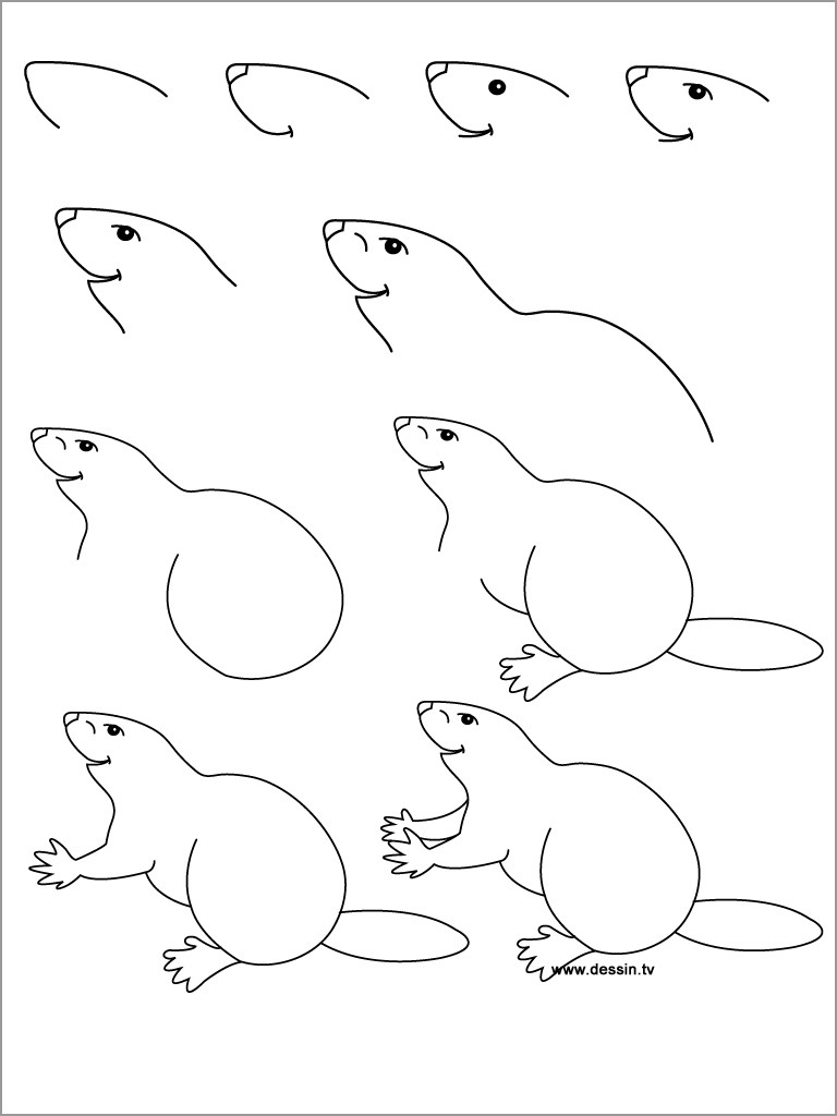 How to Draw Beaver Coloring Pages