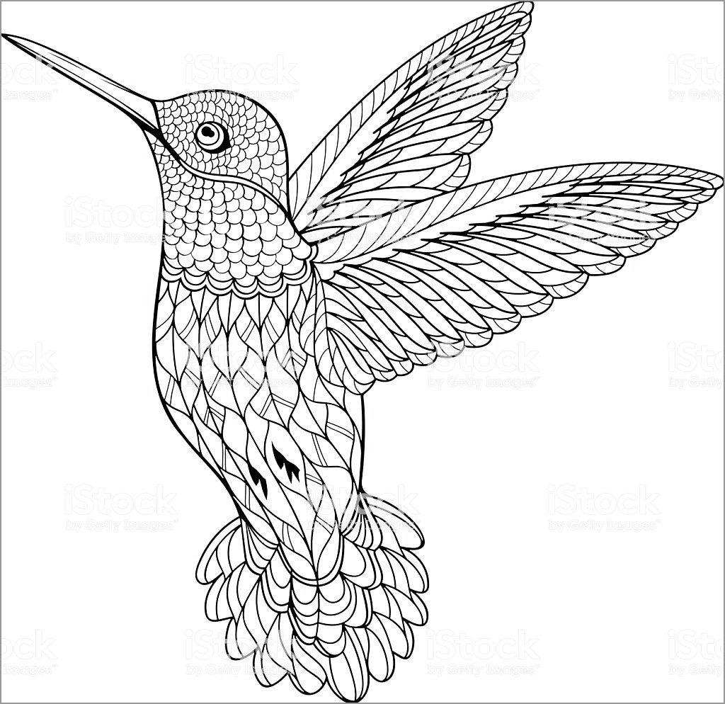 Hummingbird Coloring Pages for Adults