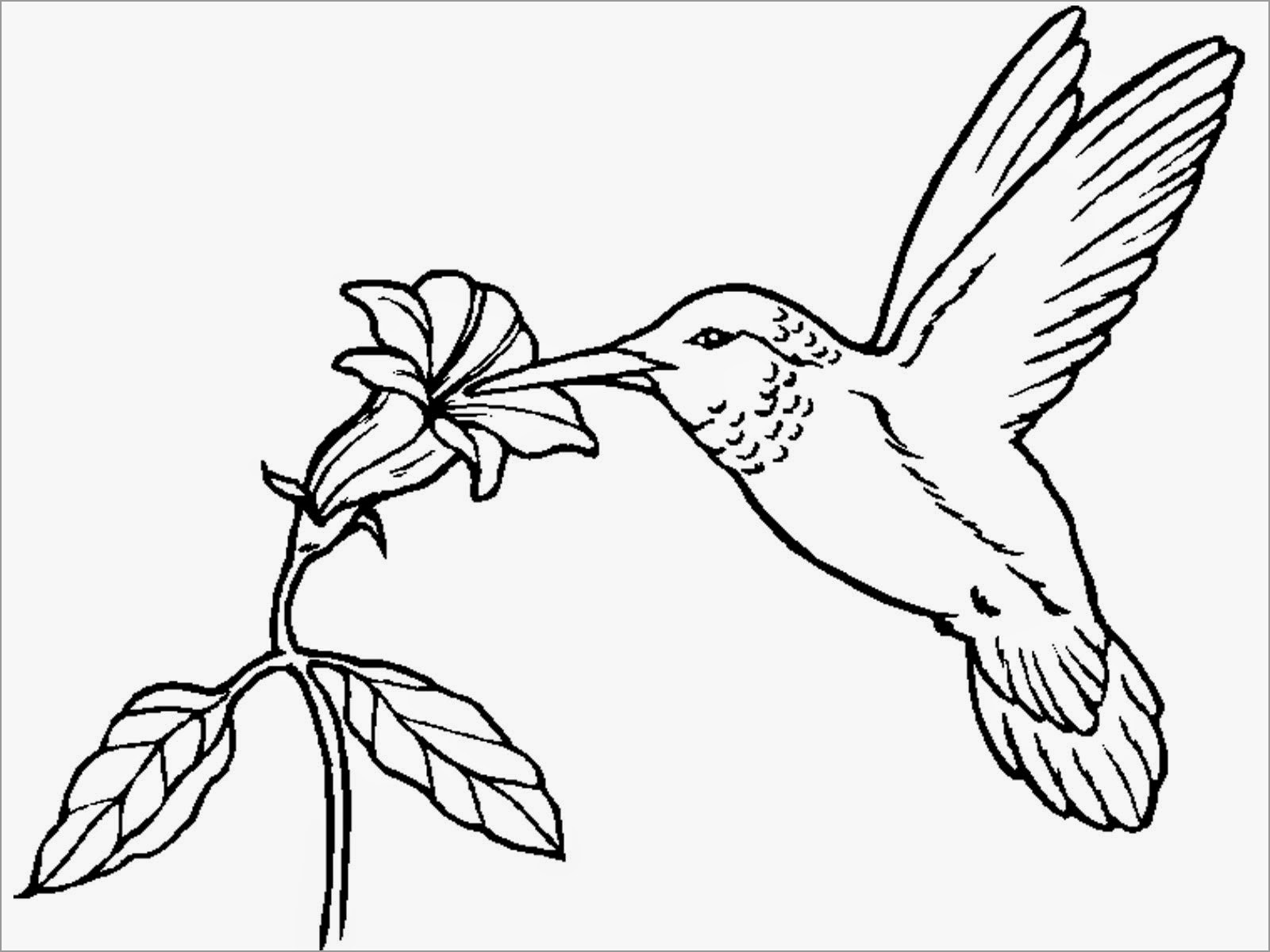 Hummingbird Flower Coloring Page