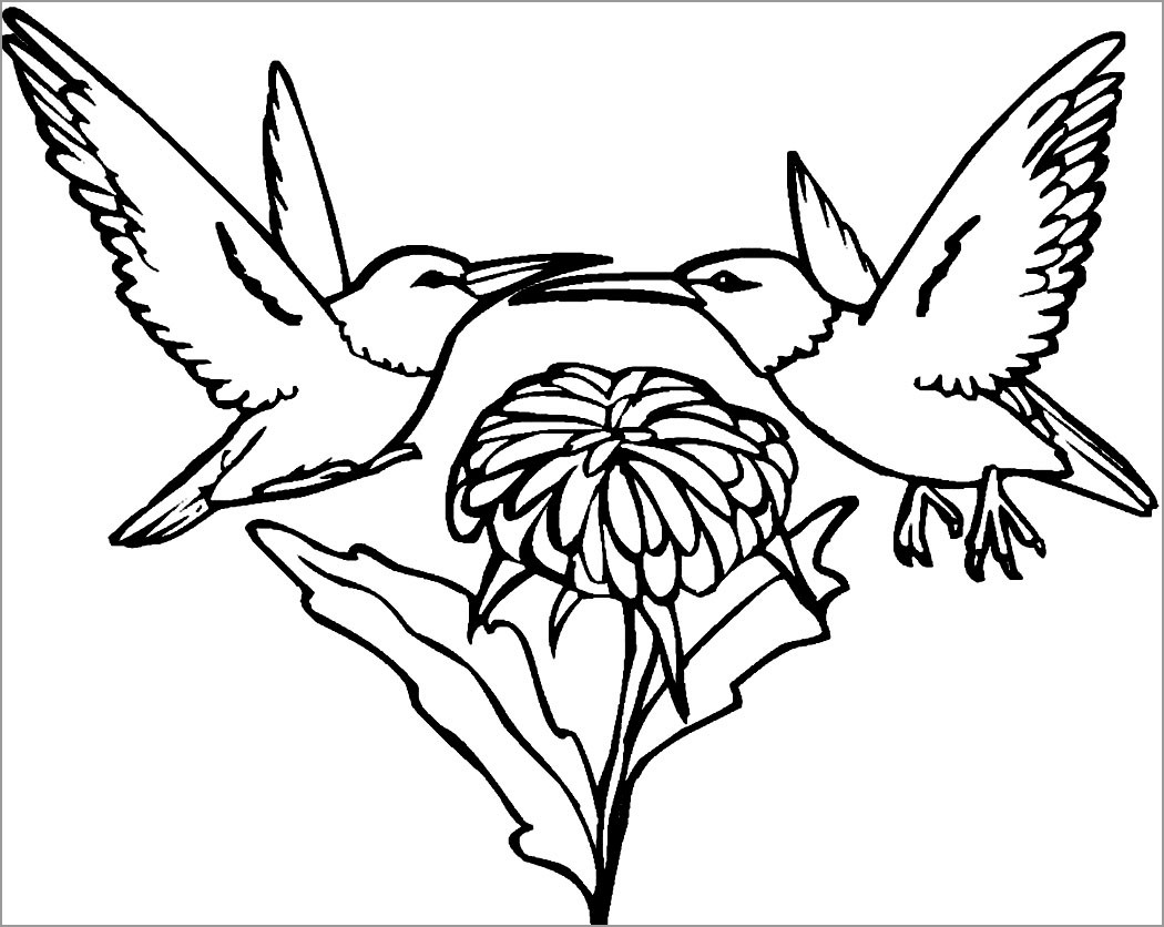 Hummingbird Pictures Coloring Page
