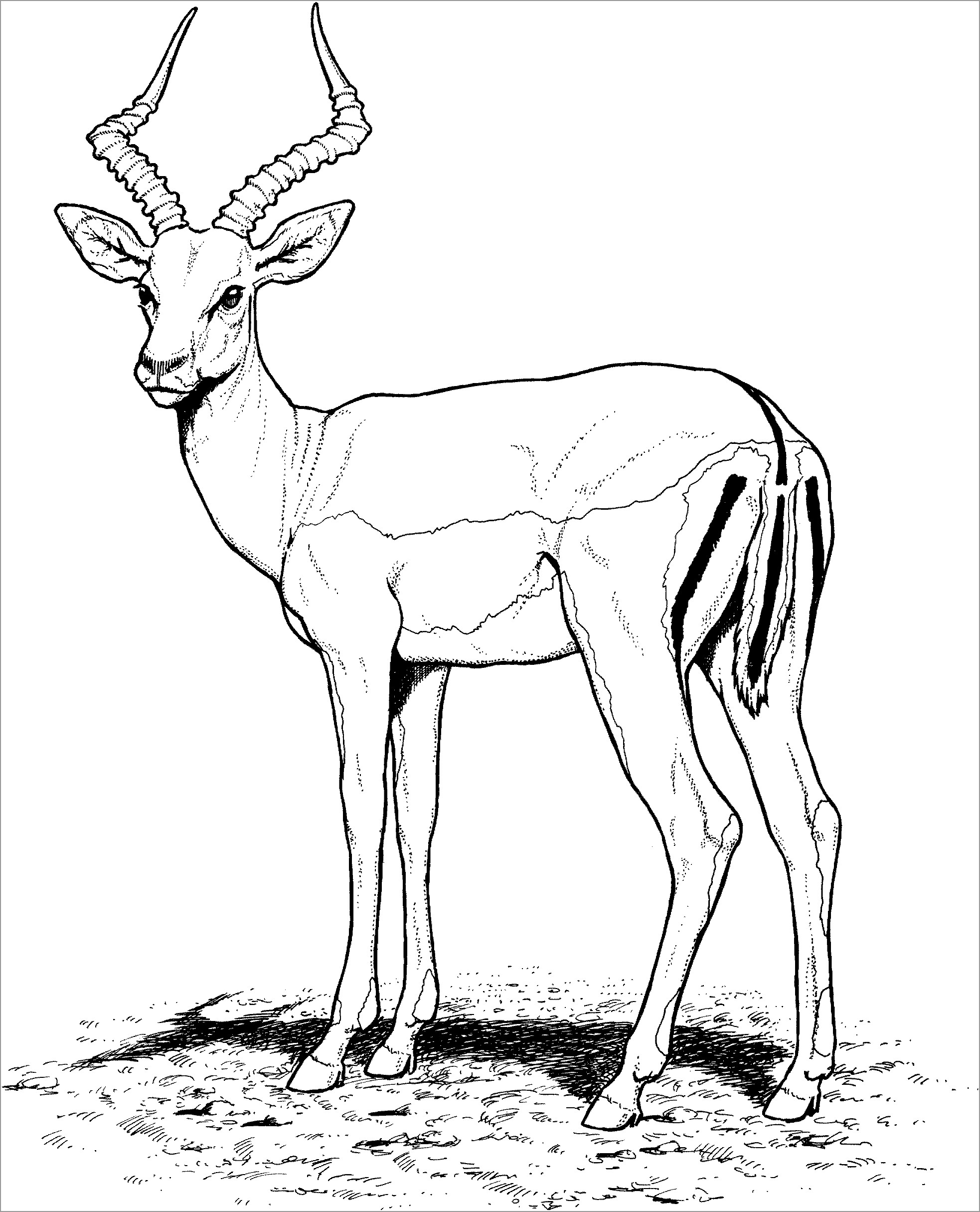 Impala Pallah African Antelope Coloring Page