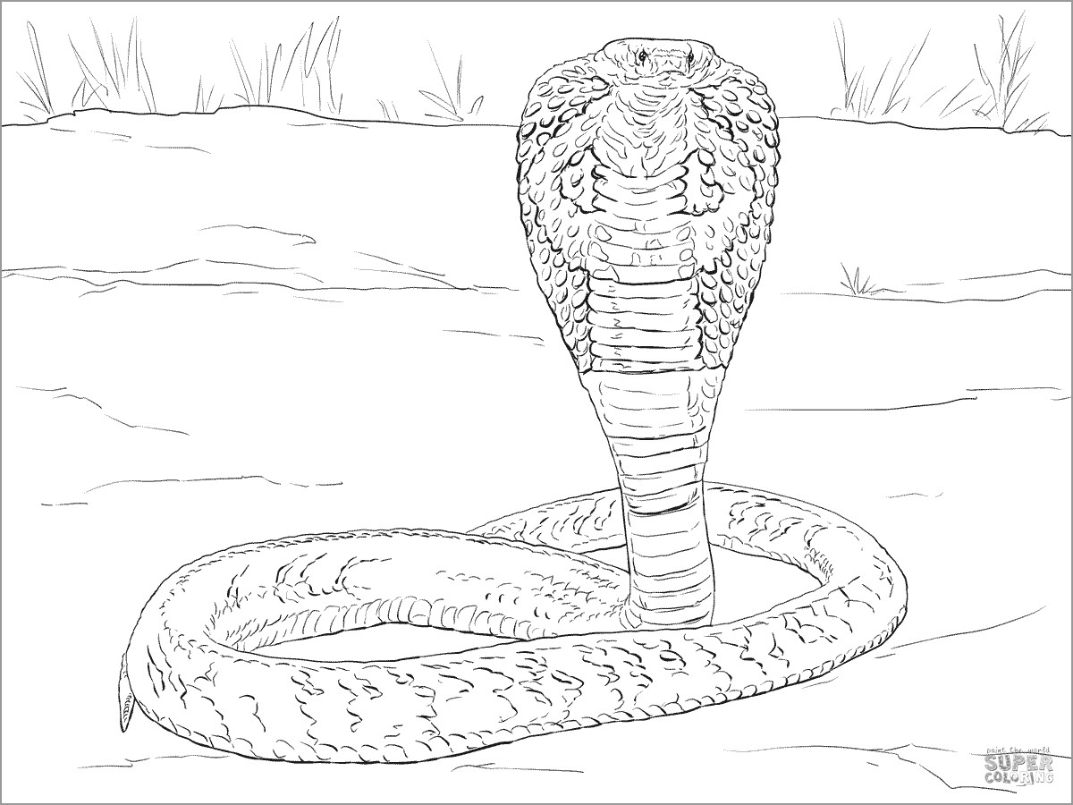Indian Cobra Coloring Page