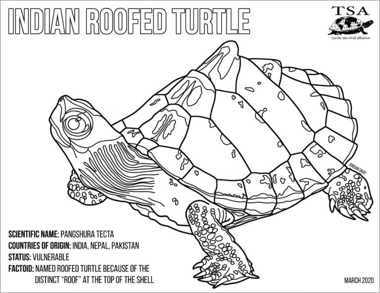 Turtle Coloring Page For Adult Coloringbay