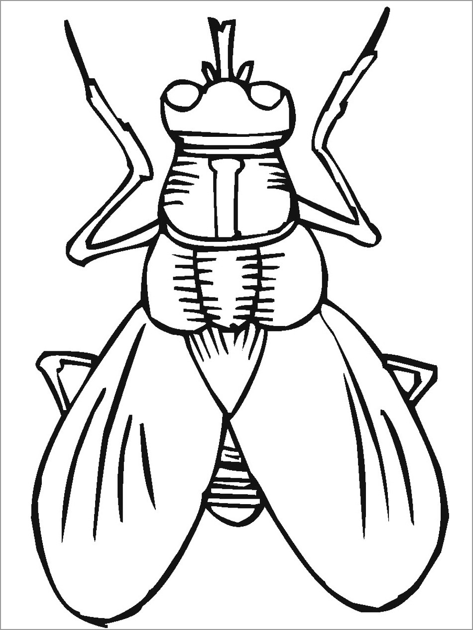 Insect Coloring Page for Kids