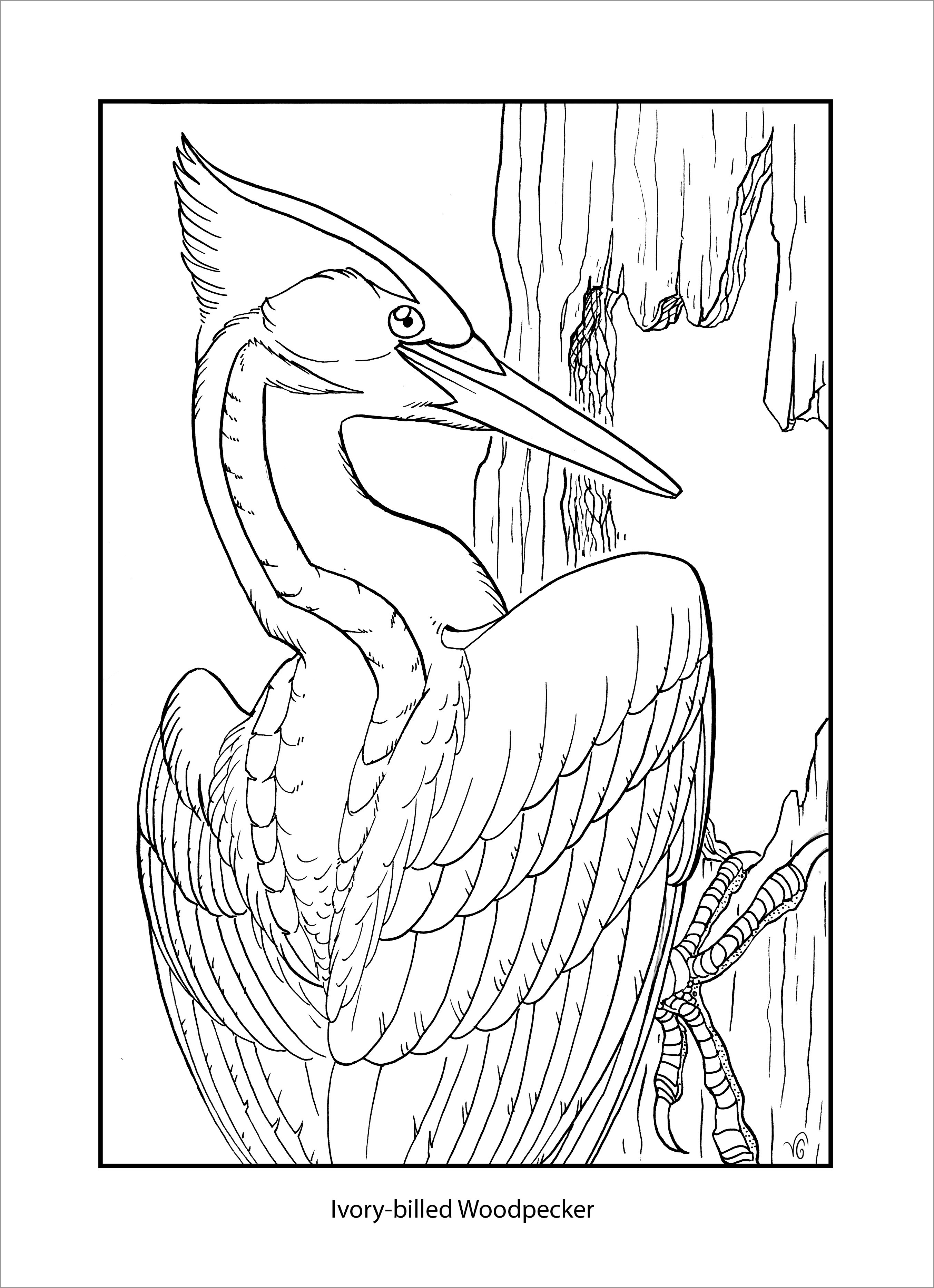 Ivory-billed Woodpecker Coloring Page for Kids