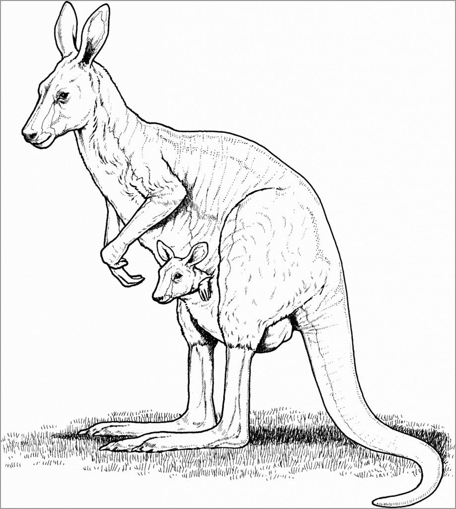 Kangaroo Coloring Pages to Print