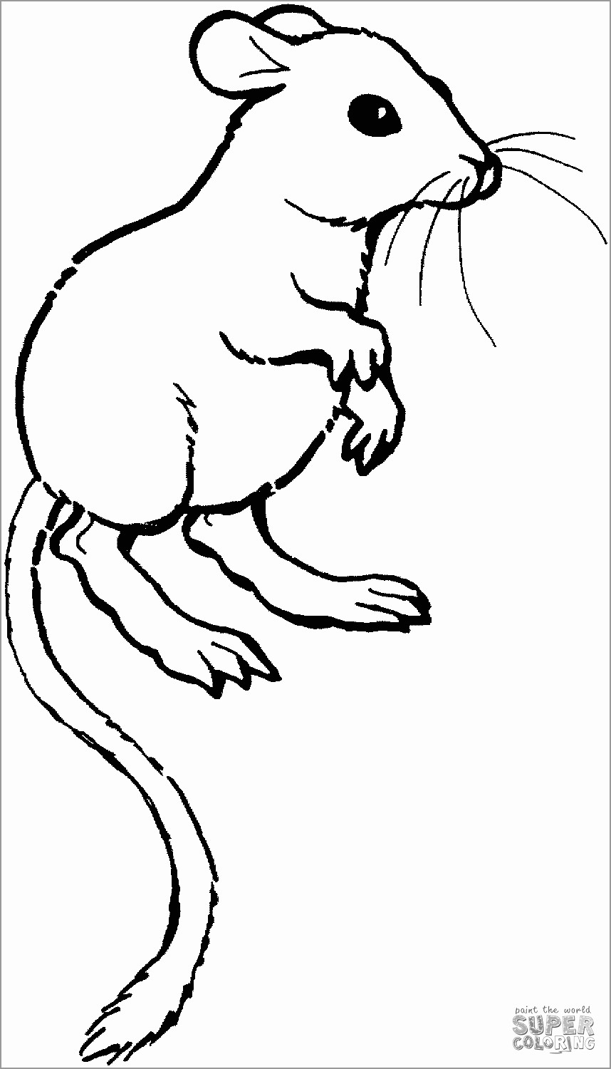 Kangaroo Rat Coloring Page
