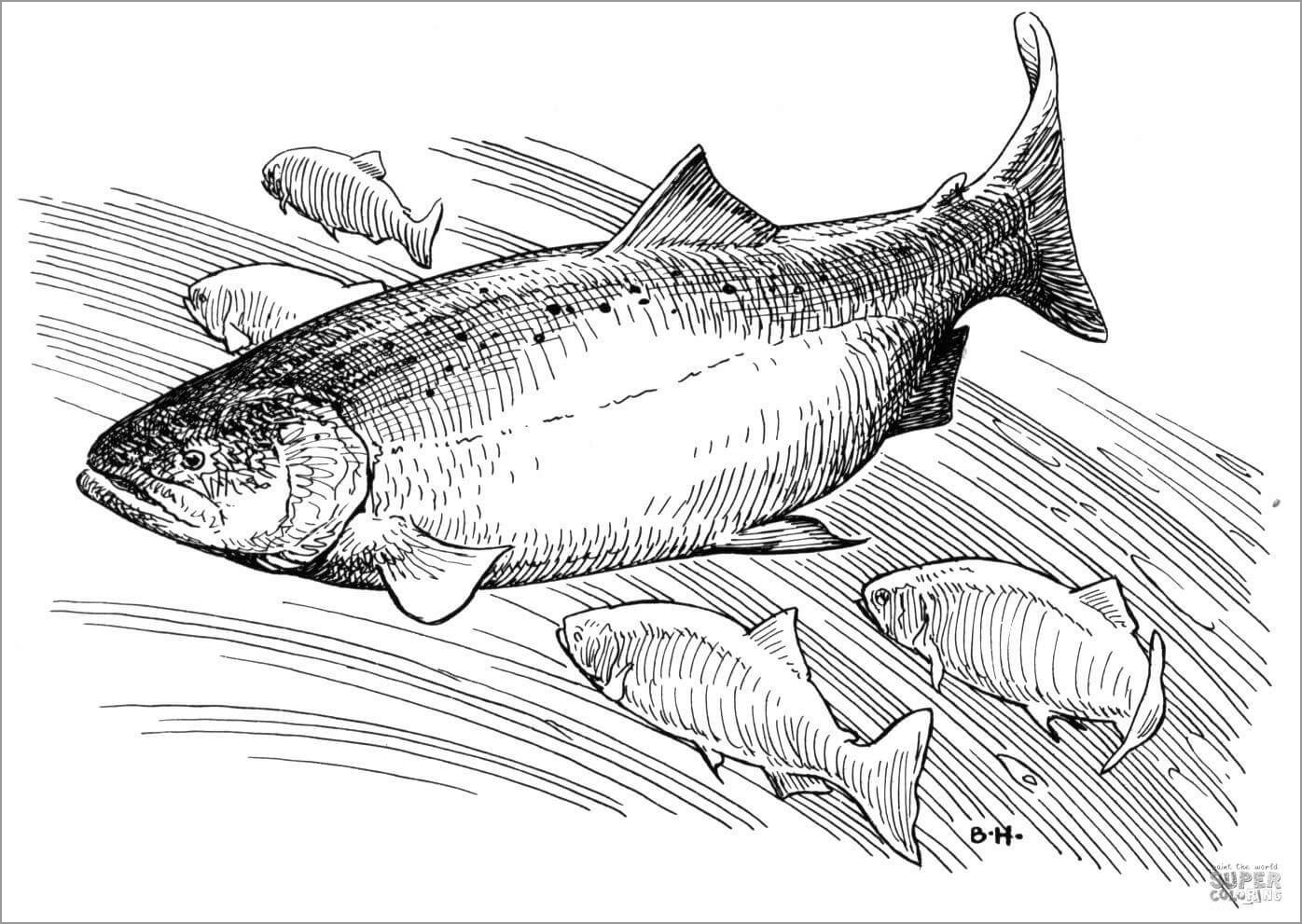 King Salmon Coloring Page