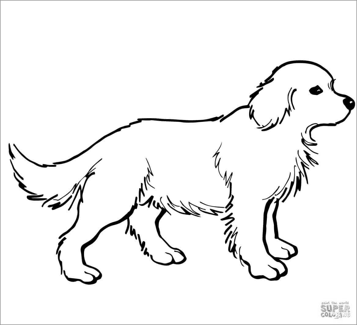 Labrador Retriever Puppy Coloring Pages