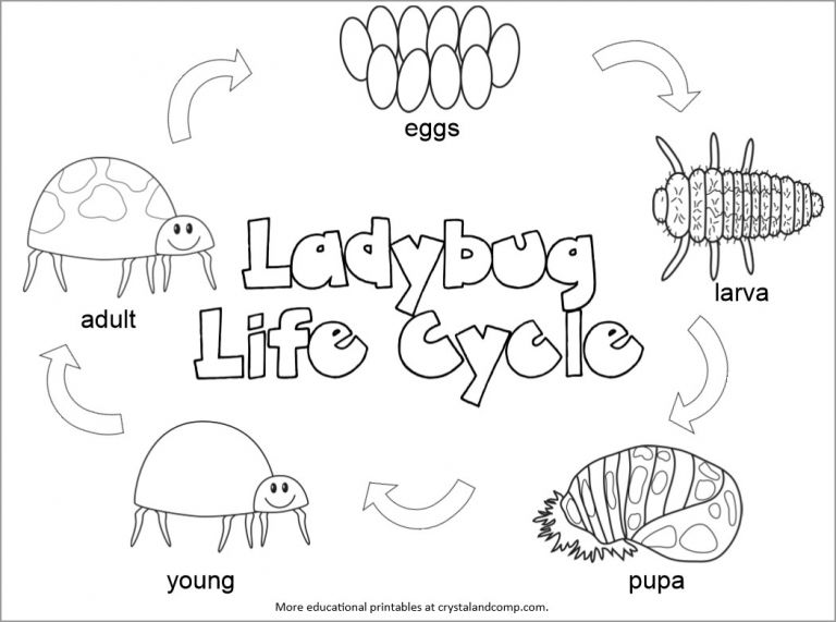 Ladybug Life Cycle Coloring Page Coloringbay
