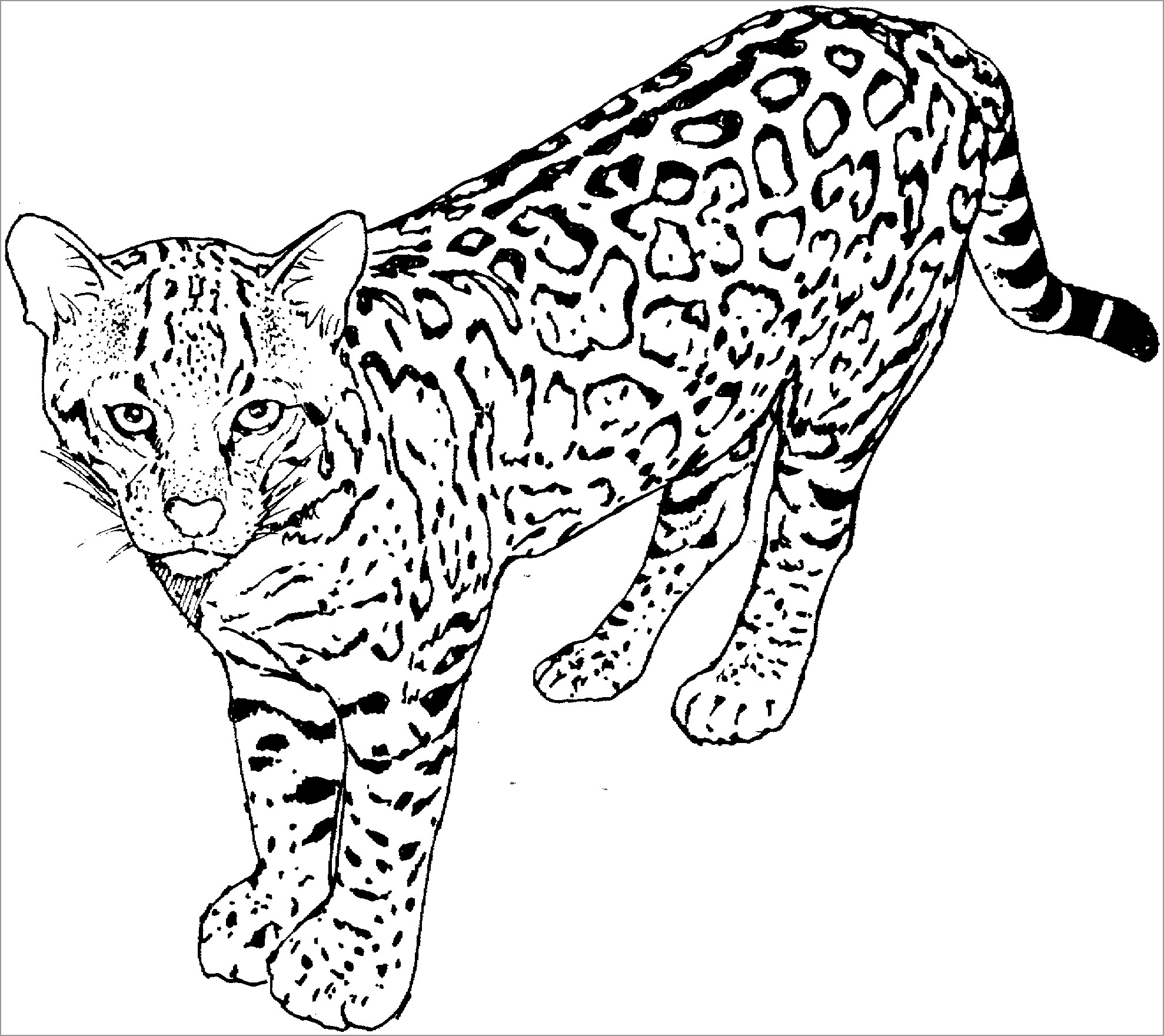 Leopard Coloring Pages for Adults