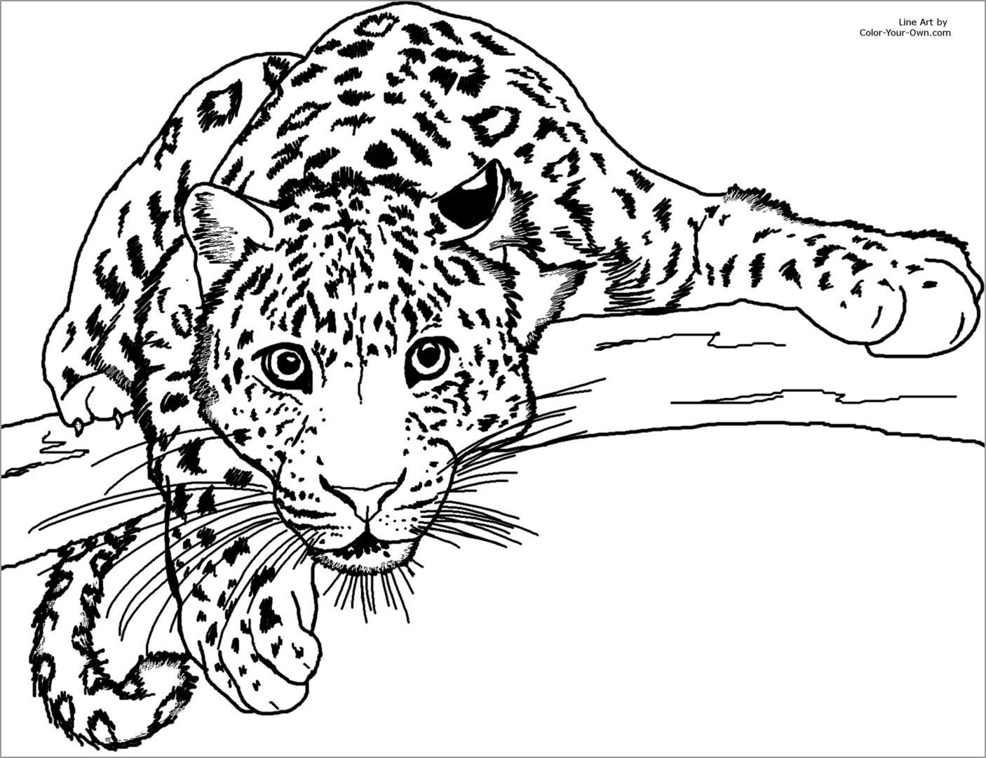 Leopard Coloring Pages Free