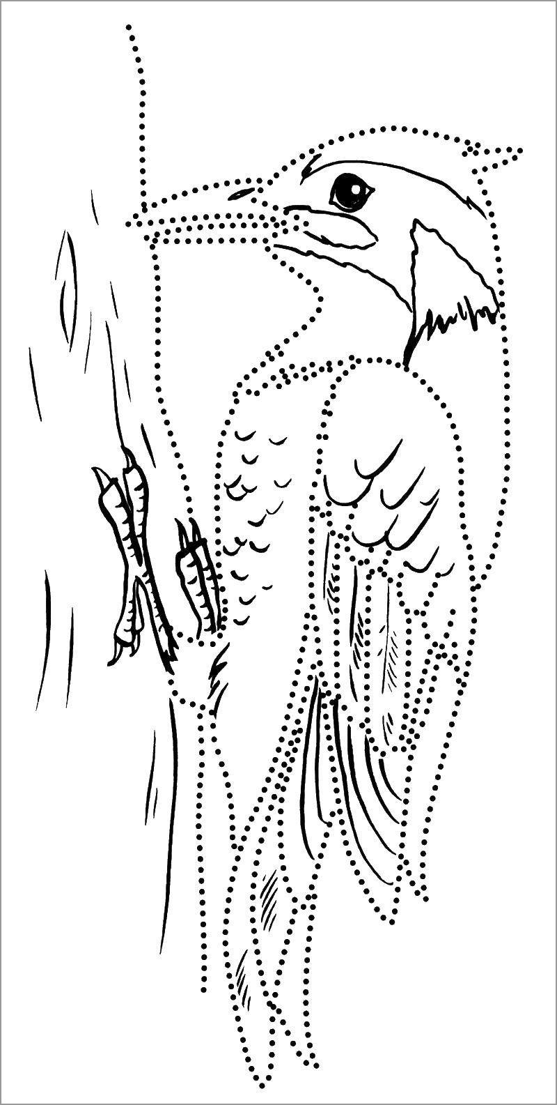 Line Coloring Pages the Outline Of the Woodpecker
